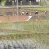 TANAM: Para petani di Desa Cikurubuk saat menanam padi yang dijadikan tempat untuk pengembangan pertanian orga