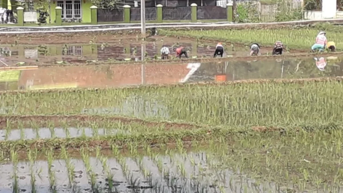 TANAM: Para petani di Desa Cikurubuk saat menanam padi yang dijadikan tempat untuk pengembangan pertanian orga