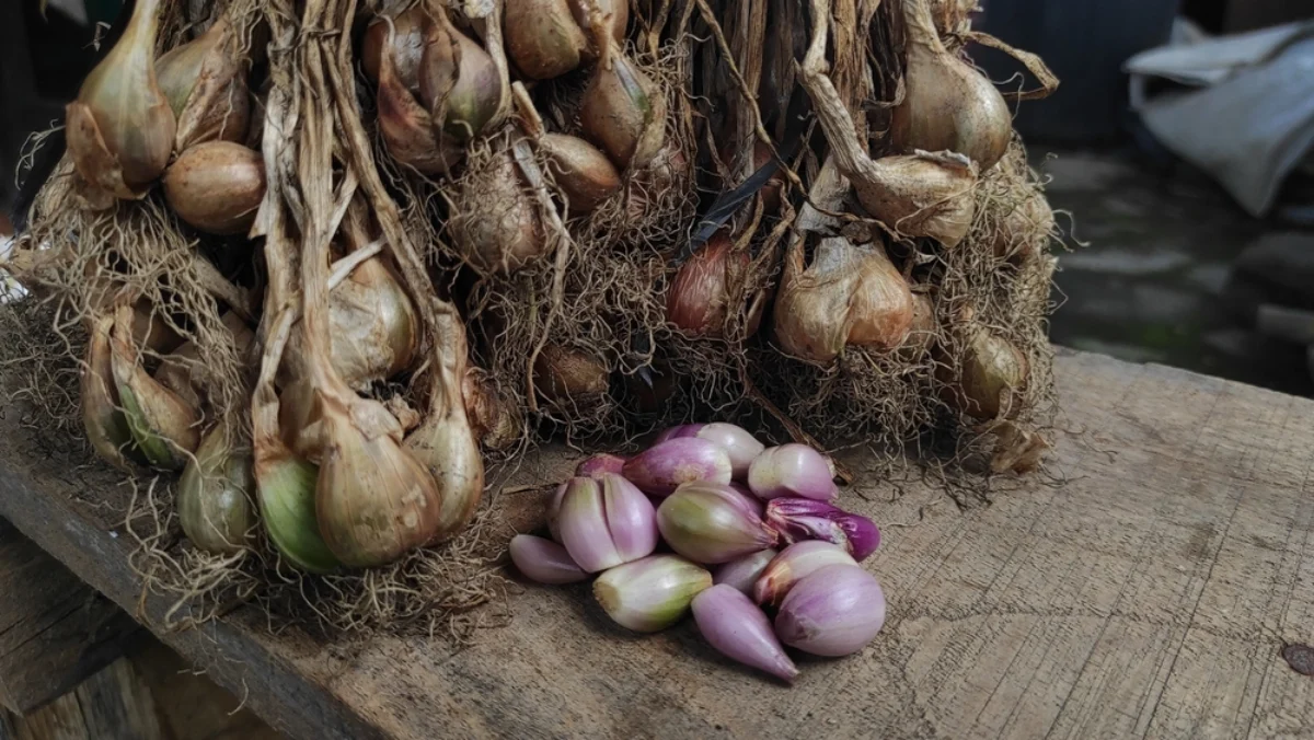 Cara Membuat Obat dari Bawang Merah