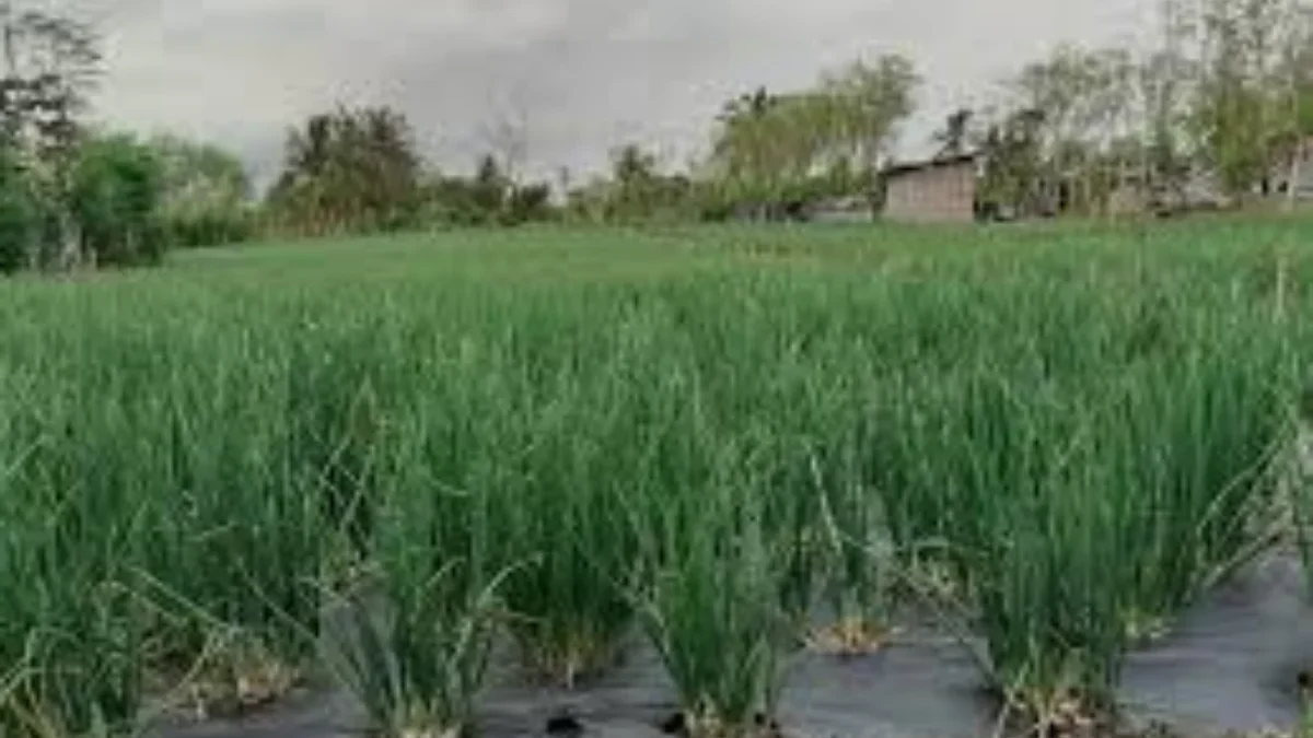 Cara Budidaya Bawang Merah di Rumah