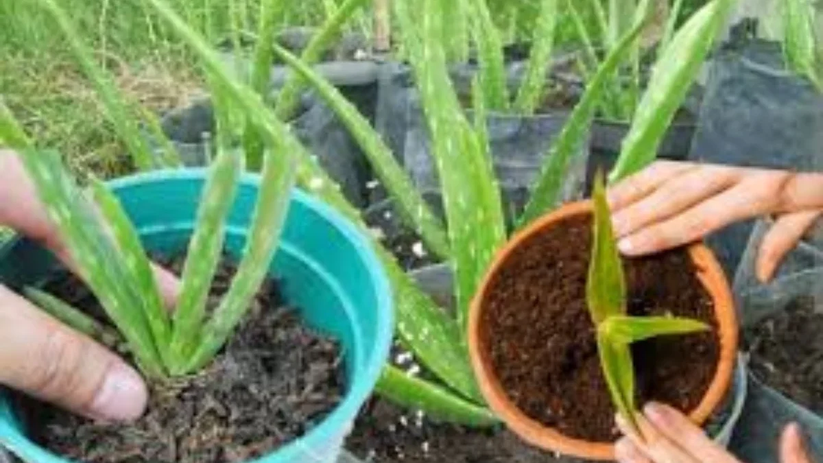 Cara Mengolah Lidah Buaya Menjadi Obat yang Ampuh