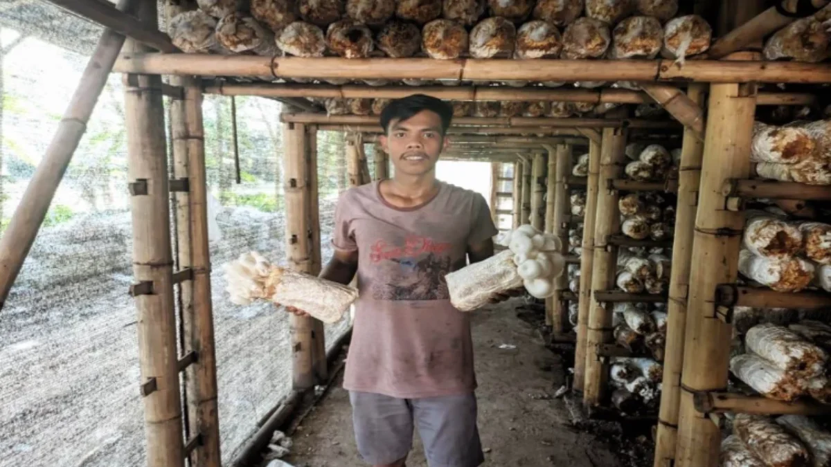 Menilik Budidaya Jamur di Desa Tambakan Kampung Kanayakan Subang