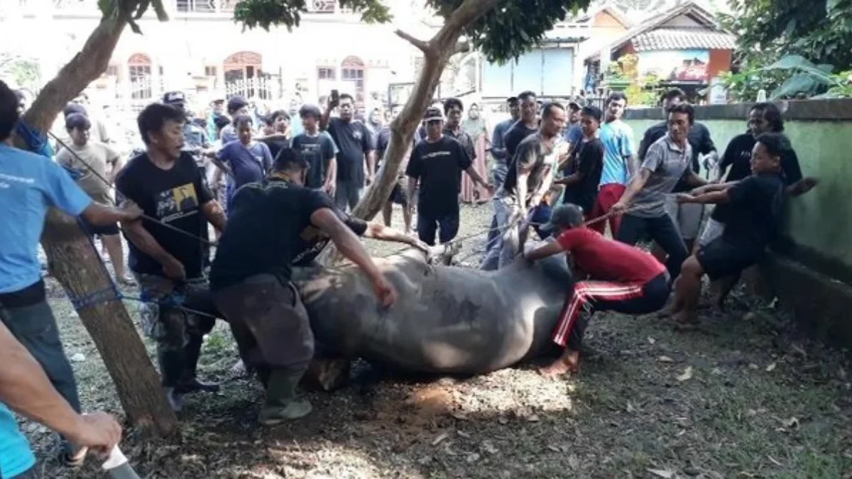 Sapi Qurban Jokowi Hidup Kembali Setelah Disembelih Hebohkan Warga