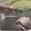 Taman Safari Indonesia telah melaporkan ke kepolisian atas kasus viralnya video pengunjung yang memberi makan