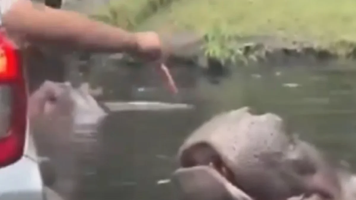 Taman Safari Indonesia telah melaporkan ke kepolisian atas kasus viralnya video pengunjung yang memberi makan