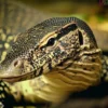 Tragis: Jasad Ditemukan Sedang Disantap Seekor Biawak