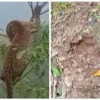 Macan Tutul Masuk ke Pemukiman, Diusir Dengan Kotoran Singa