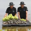 Upaya Nyata Menyelamatkan Lahan Kritis Akibat Abrasi, BRI Salurkan Ribuan Bibit Mangrove Kelompok Tani di Muar