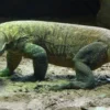 Fakta unik gigi komodo berlapis besi.