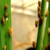 Hama Wereng Bikin Petani Rugi Besar