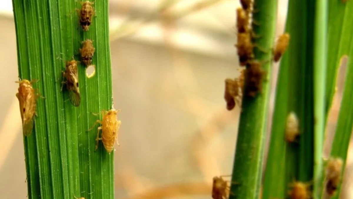 Hama Wereng Bikin Petani Rugi Besar