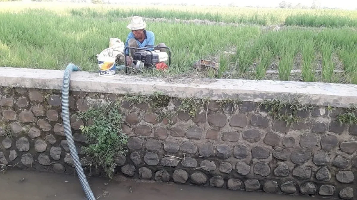 Kekeringan di Majalengka Mengancam Ribuan Hektare Lahan Pertanian