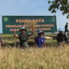 Dandim 0614/Kota Cirebon, Letkol Inf Saputra Hakki, ikut melaksanakan panen raya.