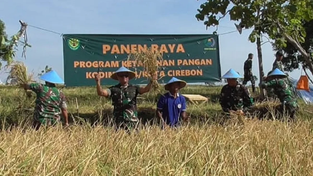 Dandim 0614/Kota Cirebon, Letkol Inf Saputra Hakki, ikut melaksanakan panen raya.