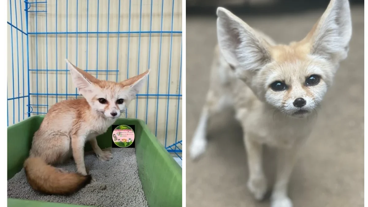 Mengenal Binatang Fennec Fox: Si Kecil Berhidung Panjang dari Gurun Sahara