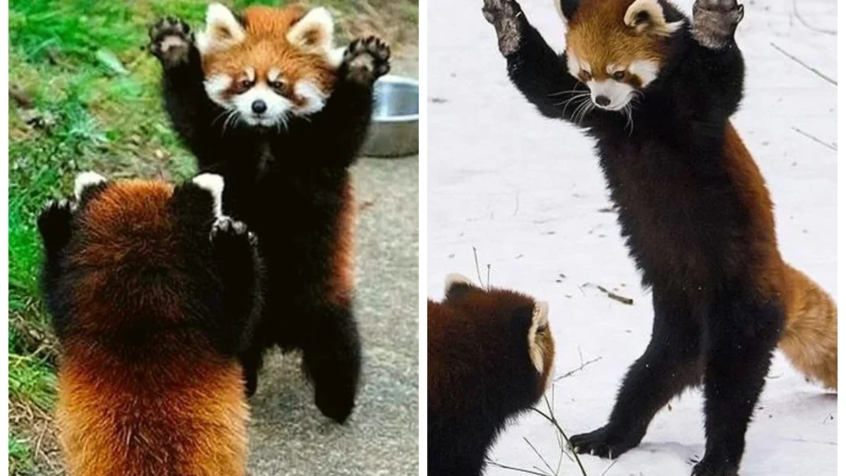 Pesona Red Panda, Memiliki Ekspresi Unik dan Imut dalam Komunikasi Sosial