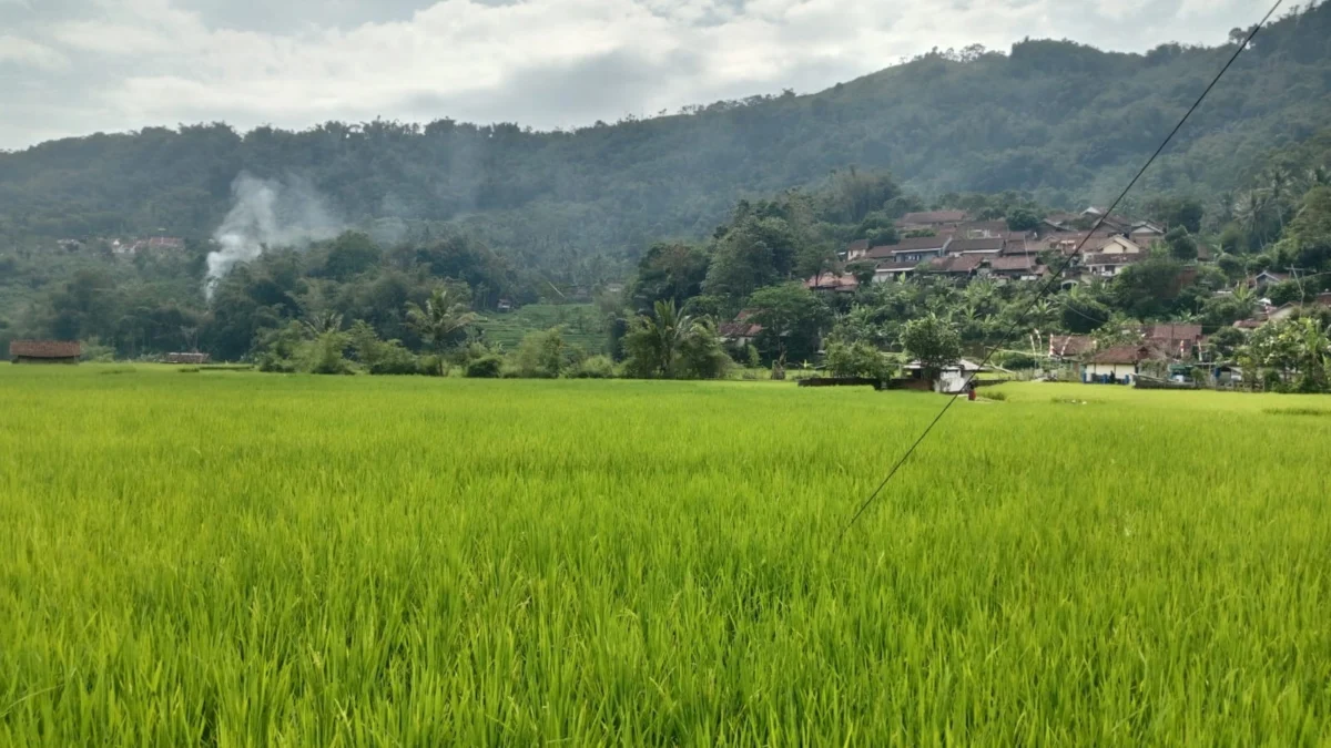 HIJAU: Kondisi pesawahan Desa Margamekar, Sumedang Selatan, yang sebentar lagi akan dipanen, Kamis (8/8).