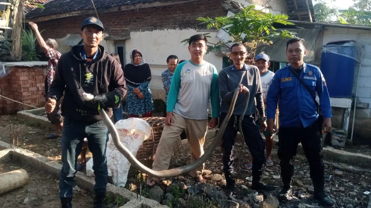 EVAKUASI: Petugas Damkar saat melakukan evakuasi ular jenis king kobra di sebuah kandang ayam di Desa Margamek