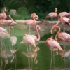 Rahasia Warna Pink Flamingo: Pengaruh Makanan yang Menakjubkan