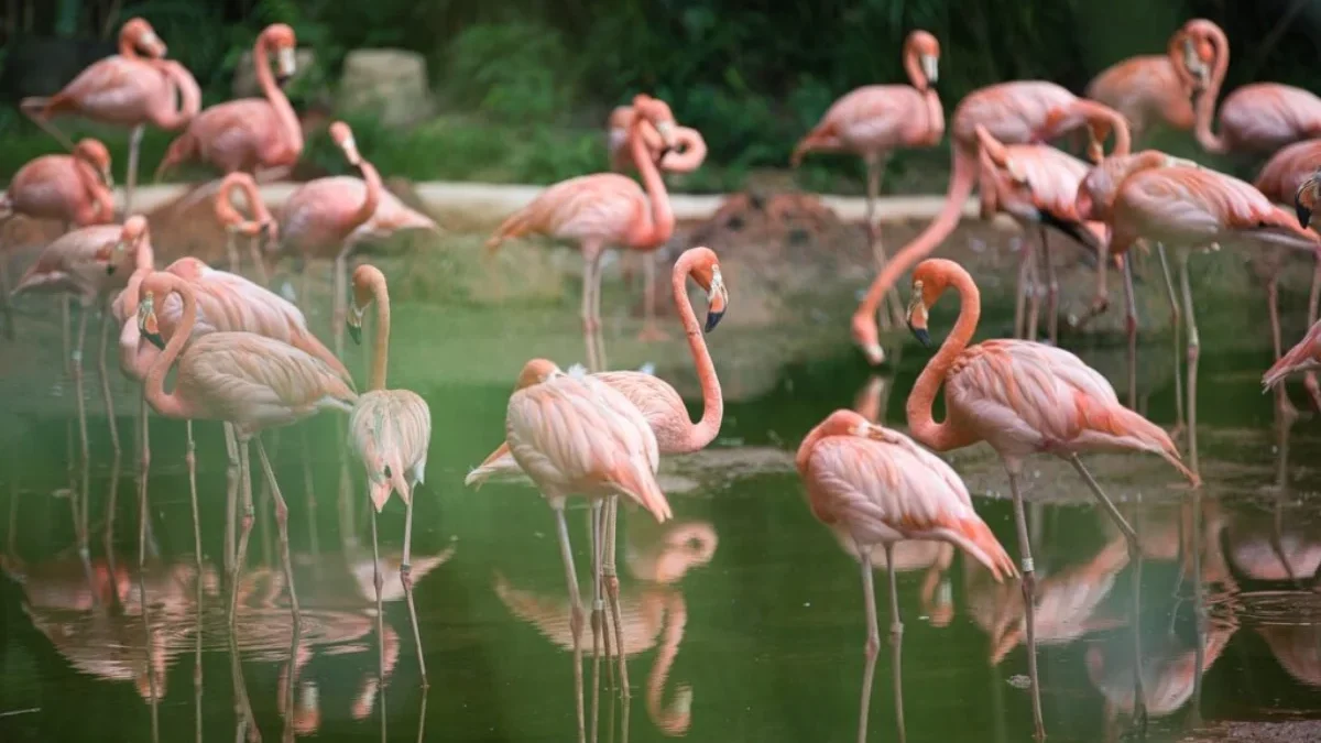 Rahasia Warna Pink Flamingo: Pengaruh Makanan yang Menakjubkan