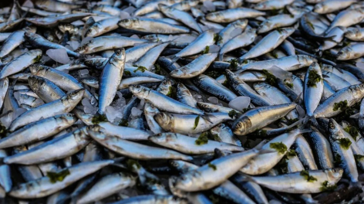 Beragam Manfaat Ikan Lemuru untuk Kesehatan