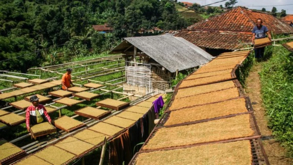 Rencana Pembangunan Sentra Industri Tembakau di Sumedang untuk Tekan Rokok Ilegal