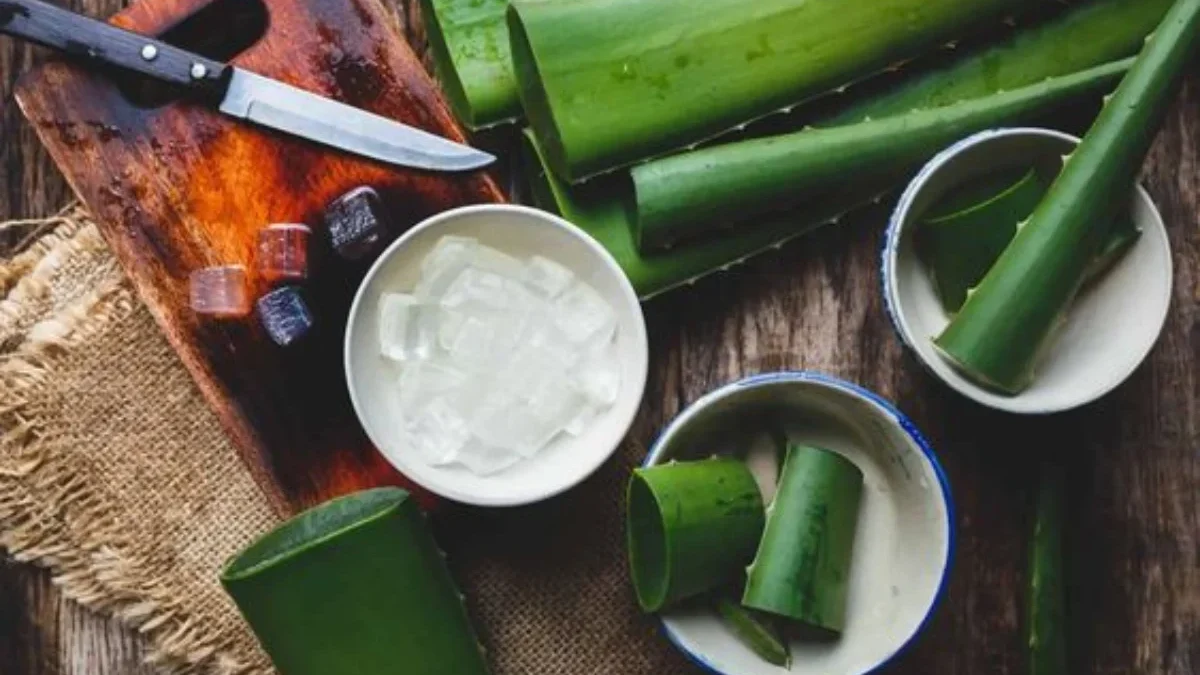 Cara Membuat Minyak Aloe Vera yang Efektif untuk Rambut Lebih Kuat dan Lebat