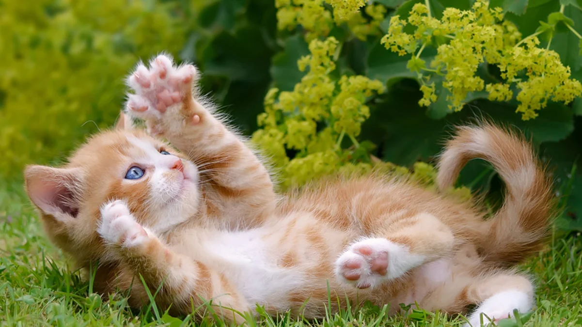 10 Tafsir Mimpi Tentang Anak Kucing yang Akurat, Tanda Perubahan Besar Dalam Hidup