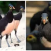 Burung Maleo Berasal dari Mana? Ini Keunikan dan Asal Usul Burung Maleo