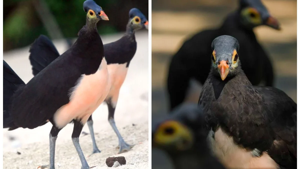 Burung Maleo Berasal dari Mana? Ini Keunikan dan Asal Usul Burung Maleo