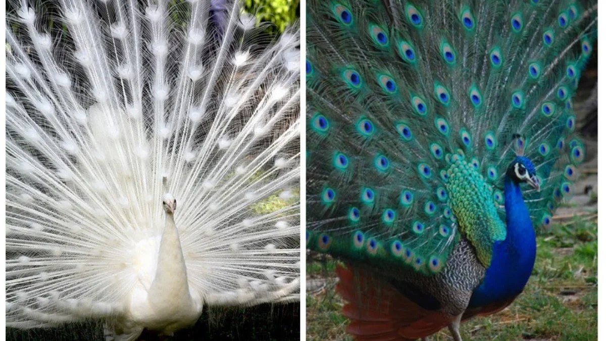 Burung Merak Berasal Dari Mana? Ini Dia Keindahan dan Asal Usul Burung Tercantik di Dunia