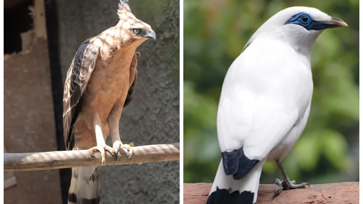 Ternyata Ini Jenis-Jenis Burung yang Hidup di Indonesia, Dari yang Gagah Sampai yang Cantik