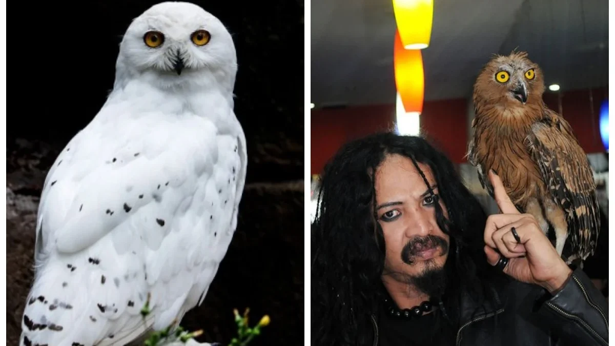 Jenis Burung Hantu dan Keunikannya, Dari Milik Limbad Sampai Hedwig Milik Harry Potter