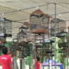 Kontes Burung Berkicau di Sragen, Road to Anniversary KBBC 12 Tahun