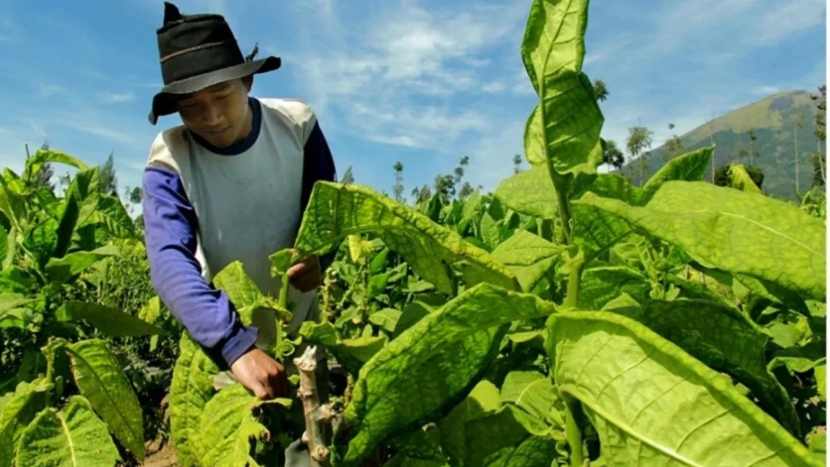 BPJS Ketenagakerjaan untuk Ribuan Petani dan Buruh Tembakau di Sumedang Didanai DBHCHT