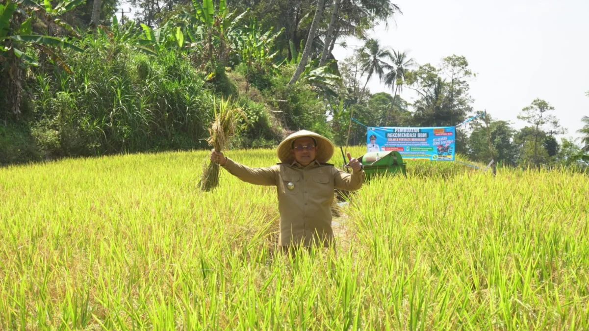 Di Sumedang, Padi Organik Bisa Setahun Empat Kali Panen, Pj Bupati: Benihnya Sudah Ada di Dinas Pertanian