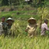 INOVASI: Pj Bupati Sumedang Yudia Ramli saat mengikuti panen raya padi organik di Desa Cikurubuk, belum lama i