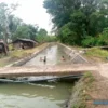 PENUH: Saluran irigasi dipenuhi air setelah Bendung Cariang dibuatkan tanggul sementara beberapa waktu lalu.