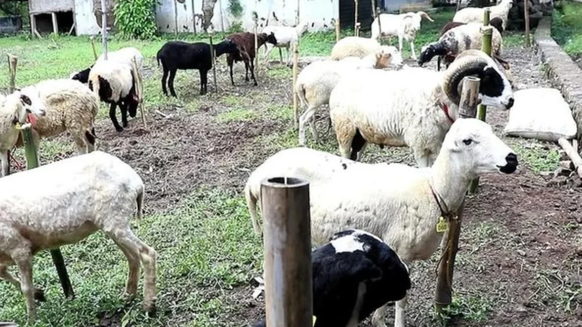 KEMBANGKAN: Peternakan domba merupakan salah satu komoditi potensial di Kabupaten Sumedang.