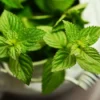 Manfaat Daun Mint