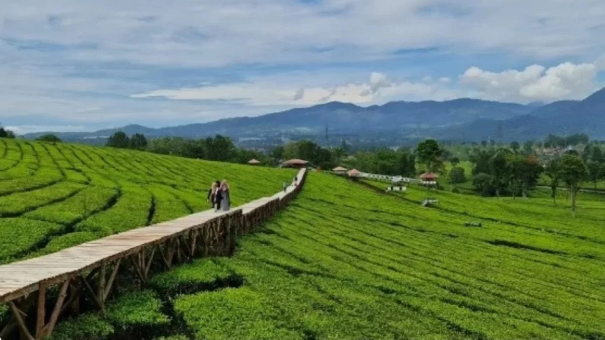 Rekomendasi Tempat Wisata Kebun Terbaik di Sumedang