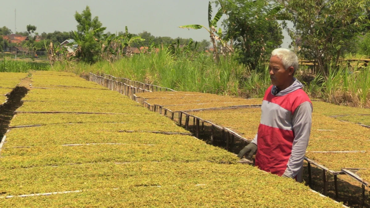 DBHCHT Berikan Perlindungan Kesehatan dan Keselamatan untuk Ribuan Petani Tembakau di Sumedang