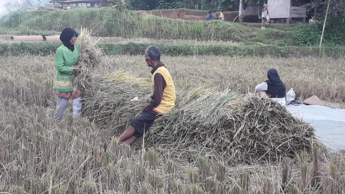 SUMRINGAH: Para petani di Desa Mekarjaya saat memanen padi di sawahnya, baru-baru ini.