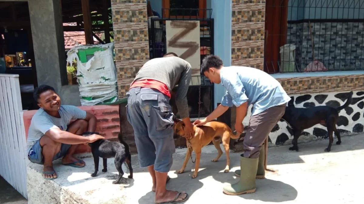 GELAR: Petugas Diskanak Sumedang melakukan vaksinasi ke beberapa jenis hewan, baru-baru ini.