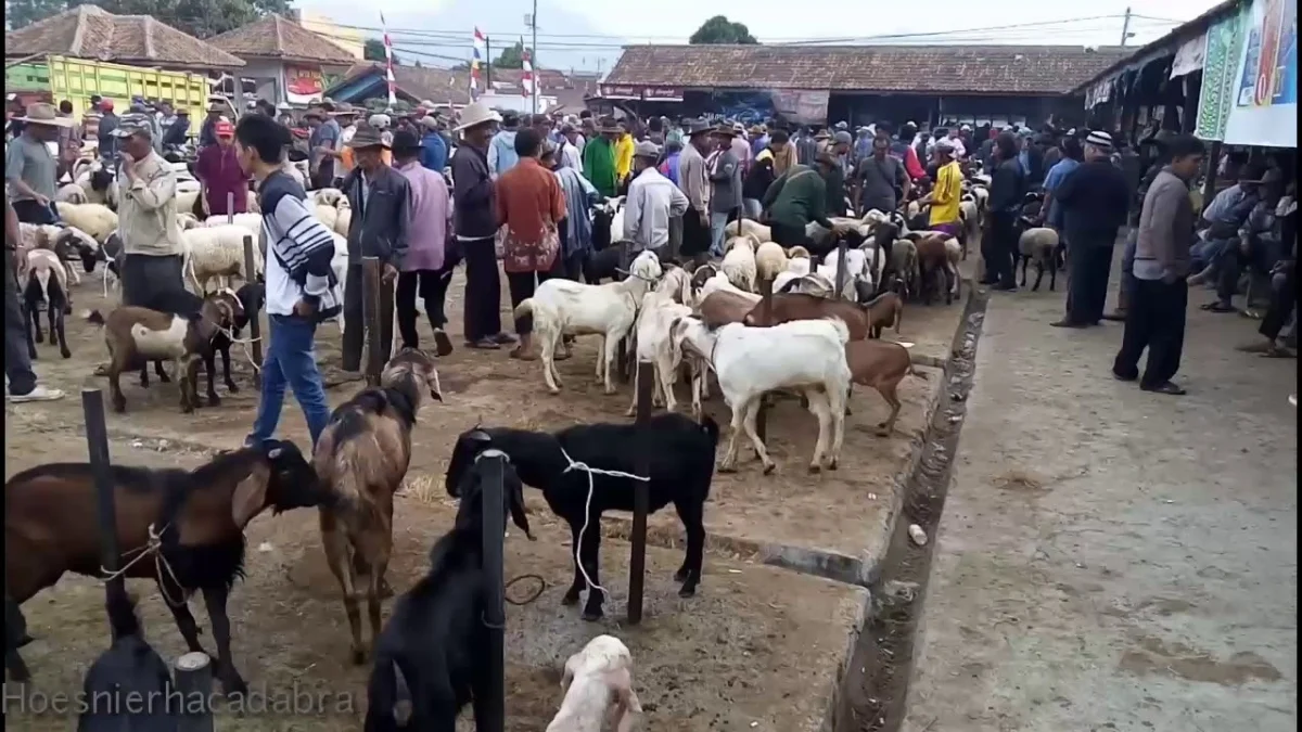 JUAL BELI: Suasana Pasar Hewan Tanjungsari Sumedang yang ramai oleh penjualan ternak domba, baru-baru ini.