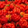 Cabe Carolina Reaper