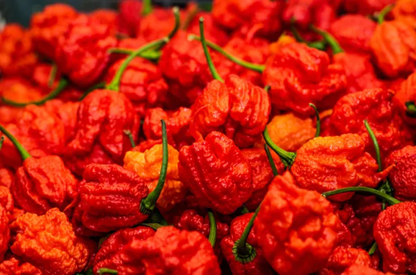 Cabe Carolina Reaper