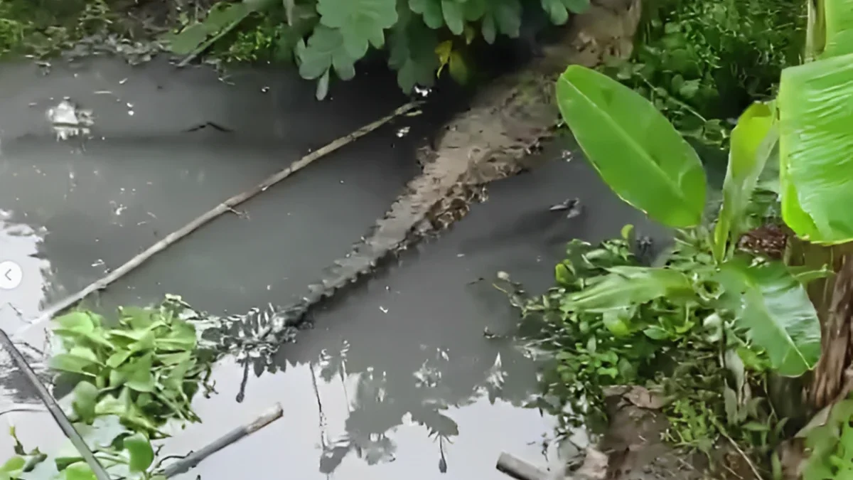 Warga Cianjur Dibikin Heboh, Kawanan Buaya Lepas dari Penangkaran!