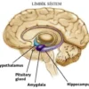 bagian-bagian dari sistem limbik beserta fungsinya