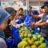 Diberdayakan BRI, Petani Mangga Bondowoso Mampu Perluas Lahan dan Tingkatkan Taraf Hidup